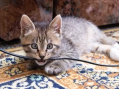 Te urządzenia odłączaj od prądu – weterynarze ostrzegają: „śmiertelne niebezpieczeństwo”