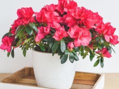Piękna roślina doniczkowa na zimowy parapet. Obsypuje się morzem kwiatów i jest łatwa w pielęgnacji