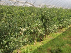 Ogrodnicy ostrzegają: nowa umowa UE–Maroko uderzy w europejskie owoce i warzywa