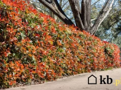 Wiosną czerwony, latem zielony, jesienią ognisty! Ten krzew robi furorę