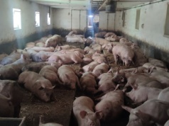 Dramatyczne ceny żywca. Rolnicy mówią: „To chyba planowane dobicie branży”