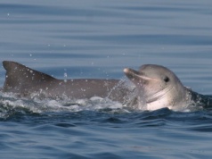 Amazonia umiera szybciej, niż myśleliśmy. Nowe szokujące dane NASA