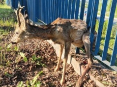 Ośrodek Rehabilitacji Dzikich Zwierząt nabiera kształtów. Gotowość do 2029 roku