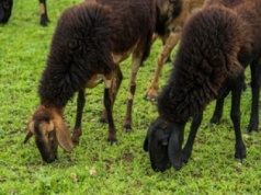 Wyrok ws. przekrętu na owce w Gdańsku. Sąd skazał byłego urzędnika