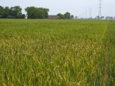 Żółte place w zbożu? Sprawdź, co niszczy Twoje plony