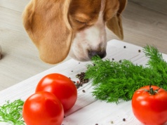 Twój pies zjadł to warzywo? Nie czekaj i biegnij z nim do weterynarza