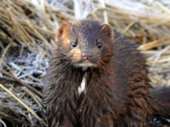 Inwazyjne zwierze jest już niemal w całej Polsce. Ekspansja postępuje