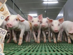 Ceny prosiąt runęły. Obniżki o nawet 40 zł/szt.