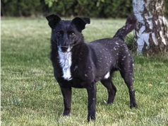 Ucieczki adoptowanych psów. Można temu zaradzić