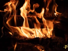 Mało znane drewno do kominka: tanie, kaloryczne, a do tego wydziela cudowny aromat przy spalaniu