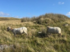 Nie chodzi tylko o drzewa. Walijski spór o zalesianie … z owcami w tle