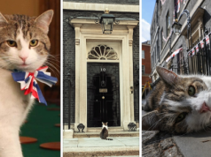 Larry znów kradnie show na Downing Street. Ten KOT ma za sobą aż sześciu premierów!