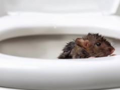 To może wyjść z Twojej toalety. Eksperci potwierdzają, ale mało kto o tym wie