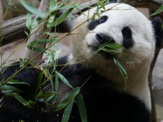 Niepozorne misie, niezwykłe zdolności. Pandy zaskoczyły badaczy