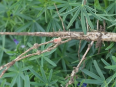 ABC łubinu wąskolistnego - wszystko co musisz o nim wiedzieć