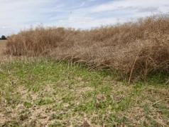 Rolnicy chętnie ubezpieczają rzepak. Ekspert: „Ryzyka rosną w siłę”