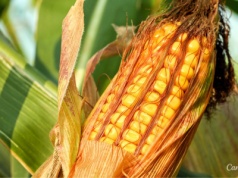 Ostatnie zbiory na świętokrzyskich polach