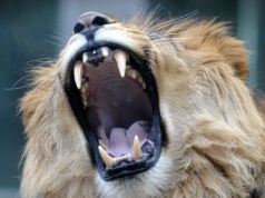 Powraca ogromny lew. Największy, jakiego znamy. Uznali, że będzie maskotką