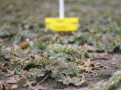 Zima już nie chroni rzepaku. Chowacze i pchełki przyspieszają atak