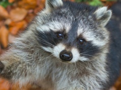 Zajmują Europę tysiącami, to inwazja. Polacy odkryli coś niepokojącego