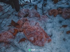 Ktoś wyrzucił 130 kg mięsa do potoku. Leśnicy mówią o "realnej bombie epidemiologicznej"