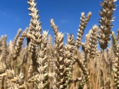 Mieszane notowania kontraktów zbożowych na światowych giełdach