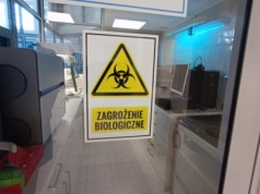 Instytut Badawczy w Puławach potwierdza – 6 martwych dzików miało ASF