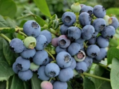 Zbiory borówek przez cztery miesiące, sprzedaż nawet przed pół roku! Ambitne plany Gruzinów