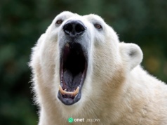 Niedźwiedzie polarne walczą o przetrwanie. Naukowcy mają pomysł, jak im pomóc
