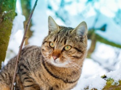Czy koty mogą przetrwać zimową noc? Sprawdź, jakie temperatury są groźne