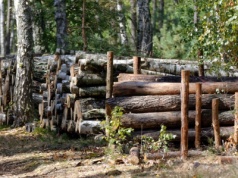 Wycięła z pola drzewa i sprzedała. Decyzja skarbówki ją dobiła