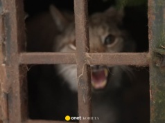 Podglądają rysie 24/7. Oto, co naprawdę dzieje się w polskich lasach