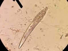 Polscy naukowcy ostrzegają przed nowym pasożytem. Pochodzi od szopa pracza