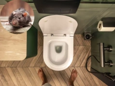 Nie wrzucaj tego do toalety, bo… wyskoczy z niej szczur. Eksperci: „to naprawdę się zdarza”
