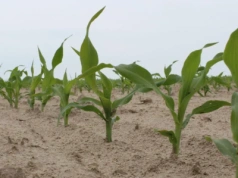 Błąd w nawożeniu kosztuje plon. Te składniki wzajemnie się blokują