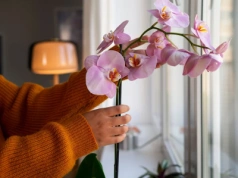 Wetrzyj to w liście storczyka, a po 2 tygodniach zakwitnie. Babcia stosuje ten trik od lat