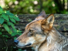 Wprowadzają nowy plan "Wataha". To przełom w kwestii wilków