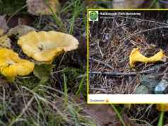 Wyjątkowe znalezisko u stóp Karkonoszy. O tej porze roku to rzadkość