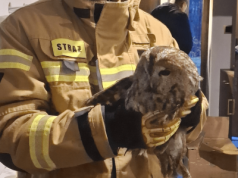 Nietypowy gość na samym dnie komina. Strażacy uratowali uwięzioną sowę