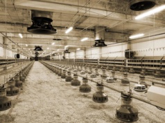 KOWR rozpoczął szacowanie strat w związku z wystąpieniem ptasiej grypy