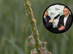 Jak skutecznie zwalczać chwasty w systemach uproszczonych? Ekspert radzi, na co postawić po wycofaniu flufenacetu