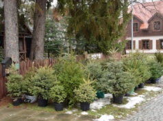 Darmowa choinka za elektroodpady na Pradze-Północ