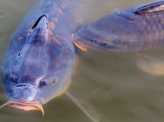Handel żywym karpiem nie zawsze jest legalny. Inspektorzy nie mają litości, nakładają ogromne kary