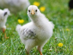 Około 23 tys. kurcząt spłonęło w pożarze kurnika