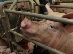 Mleczność loch pod presją. Jeden błąd i prosięta tracą ponad 20% przyrostów