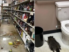 Od monopolowego po studio karate. Ten szop to notoryczny włamywacz