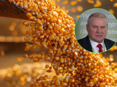Polska uzależniona od soi z Mercosur. A ile sprowadzamy kukurydzy?