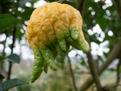 Nie cytryna i nie pomarańcza. To najstarszy cytrus na świecie. Możesz wyhodować go w domu