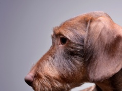 Pies zniknął, opiekunowie stracili nadzieję. Odnalazł się daleko od domu