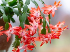 Podlewaj w ten sposób grudnika. Będzie kwitł aż do wiosny